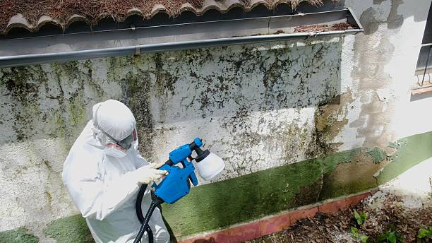 Top rated local Mold Cleanup specialists in Chandler, AZ